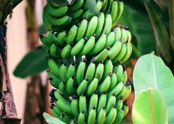 Aneh tapi Nyata, Pohon Pisang Berbuah di Seoul Korea Selatan