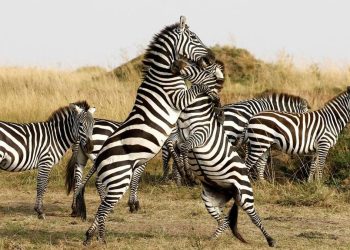 Cagar Alam Maasai Mara Terganggu oleh Pembangunan Akomodasi Mewah