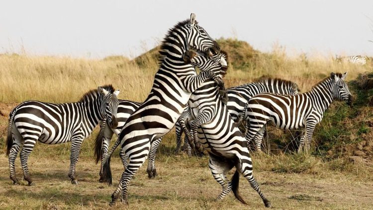 Cagar Alam Maasai Mara Terganggu oleh Pembangunan Akomodasi Mewah