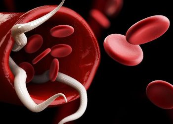 8 Jenis Cacing Penyebab Infeksi pada Manusia dan Daya Bertahan Hingga Tahunan