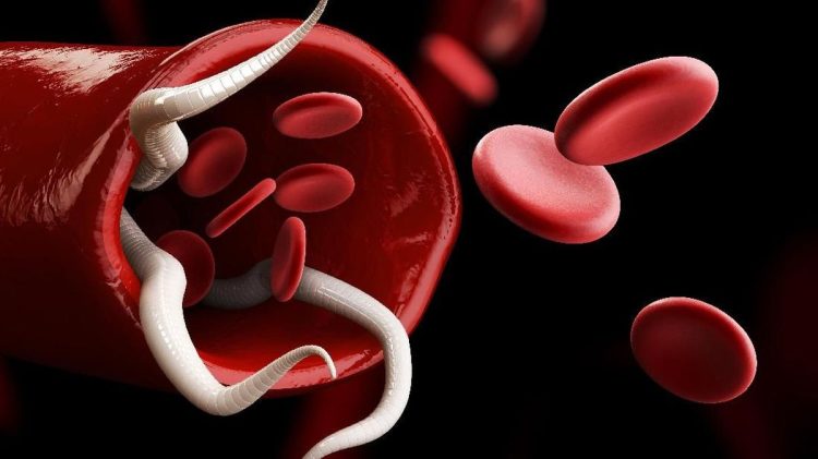 8 Jenis Cacing Penyebab Infeksi pada Manusia dan Daya Bertahan Hingga Tahunan