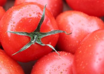 Dampak Makan Tomat Setiap Hari dan Fakta Menariknya