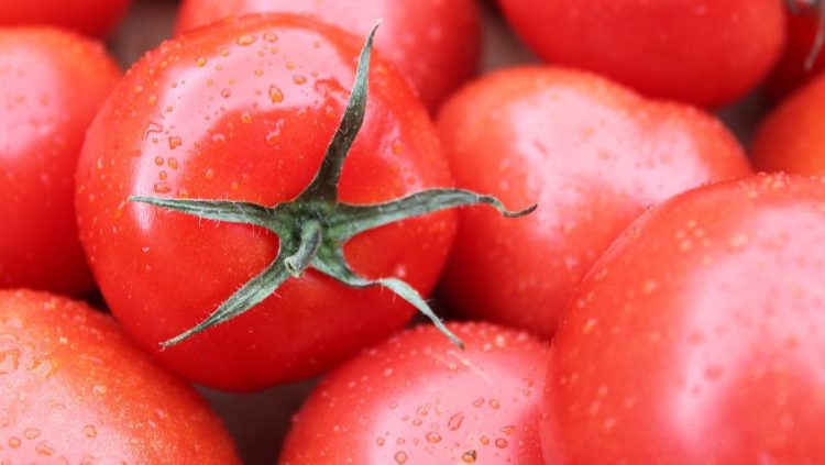 Dampak Makan Tomat Setiap Hari dan Fakta Menariknya