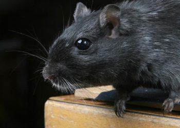 9 Cara Alami Mengusir Tikus Tanpa Racun