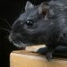 9 Cara Alami Mengusir Tikus Tanpa Racun