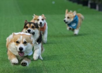 Adu Cepat Anjing Corgi yang Lucu di Kompetisi Internasional