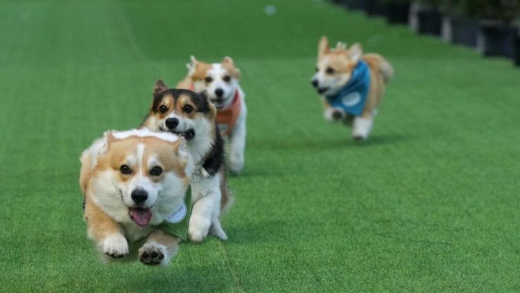 Adu Cepat Anjing Corgi yang Lucu di Kompetisi Internasional