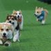 Adu Cepat Anjing Corgi yang Lucu di Kompetisi Internasional