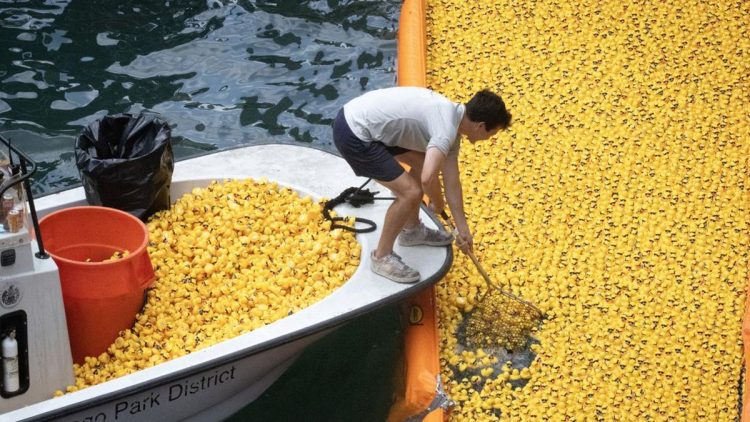 Puluhan Ribu Bebek Karet Memadati Sungai Chicago Amerika Serikat