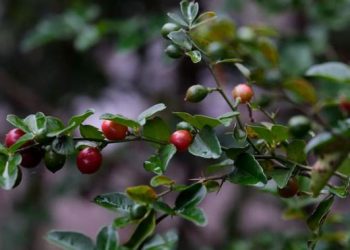 Rasa Buah Menarik di Desa Wisata Tamanmartani Yogyakarta yang Bikin Penasaran