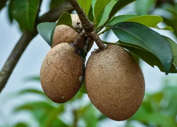 12 Manfaat Sawo untuk Kesehatan, Sehatkan Jantung dan Kontrol Gula Darah