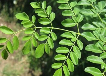 Khasiat Daun Kelor, Tumbuhan Ajaib dengan Manfaat Lebih dari Obat Tradisional