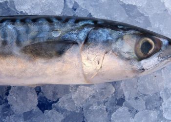 Manfaat Ikan Kembung untuk Ibu Hamil dan Nutrisi Tumbuh Kembang Janin