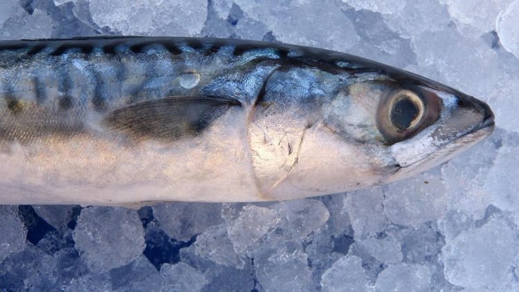 Manfaat Ikan Kembung untuk Ibu Hamil dan Nutrisi Tumbuh Kembang Janin