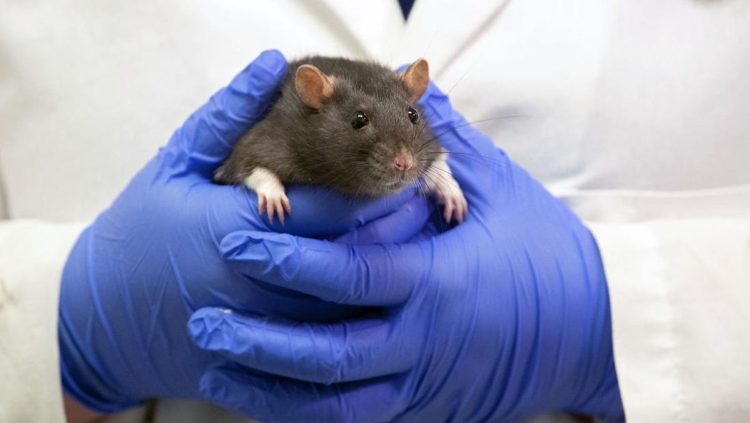 Tikus Masuk Celana dan Gigit Kaki Penumpang di Bandara