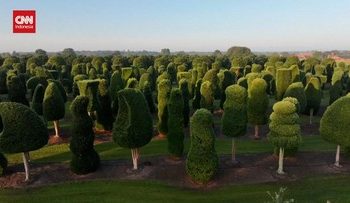 Eksplorasi Ratusan Pohon Unik di Belgia Sebelum Musim Dingin