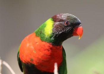 40 Burung Perkici Dada Merah Kembali ke Indonesia dari Inggris