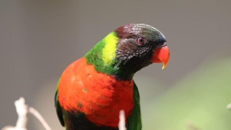 40 Burung Perkici Dada Merah Kembali ke Indonesia dari Inggris