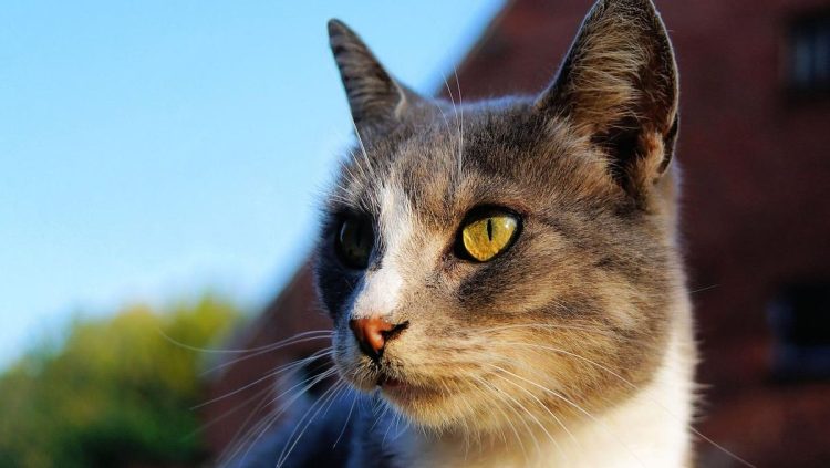 Pemilik Baru Sadar Kucing Peliharaan Ikut di Atap Mobil Setelah Nyetir 160 Km