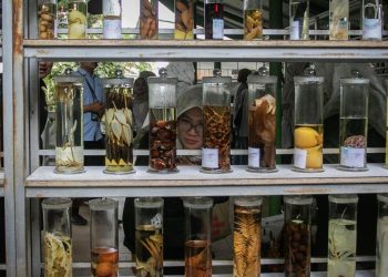 Wisata Medis Hortus Medicus Tanaman Obat Asli Indonesia yang Memukau