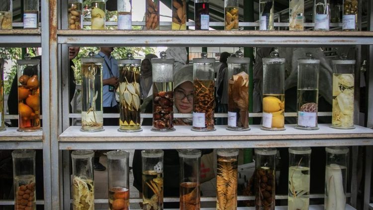 Wisata Medis Hortus Medicus Tanaman Obat Asli Indonesia yang Memukau