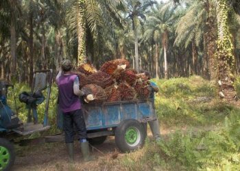 Kopdes Merah Putih Dapat Mengelola Kebun Sawit Sitaan Kata Kemenkop
