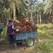 Kopdes Merah Putih Dapat Mengelola Kebun Sawit Sitaan Kata Kemenkop