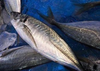 Bolehkah Makan Ikan Tongkol Saat Diet? Simak Manfaat, Kandungan, dan Cara Aman Konsumsi