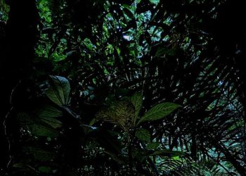 Tangisan Penemu Rafflesia Hasseltii di Hutan Sumpur Kudus Setelah 13 Tahun Pencarian