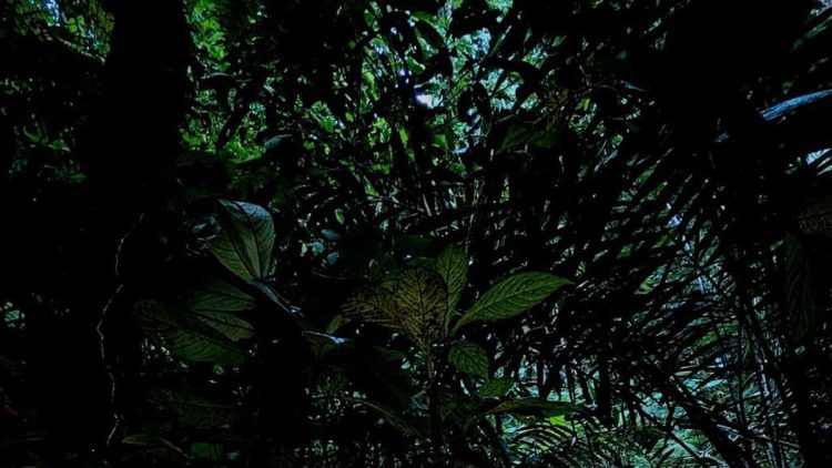 Tangisan Penemu Rafflesia Hasseltii di Hutan Sumpur Kudus Setelah 13 Tahun Pencarian