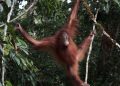 Orang Utan Artemis dan Gieke Kembali ke Hutan Taman Nasional Betung Kerihun Setelah Sekolah Bertahun-tahun