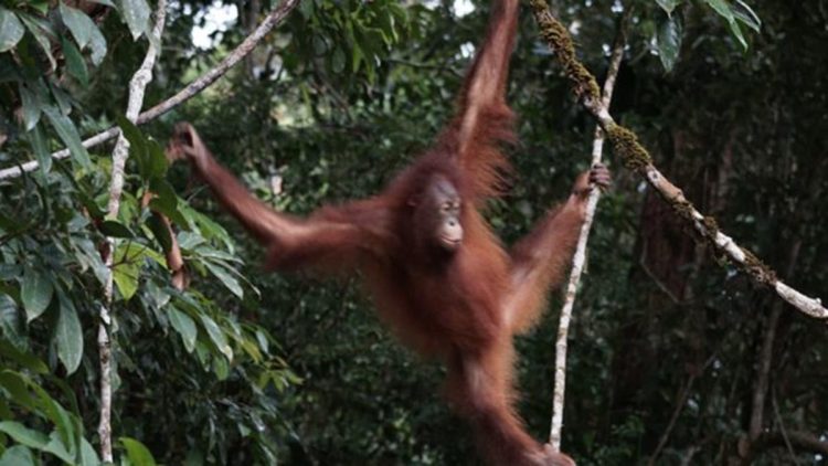 Orang Utan Artemis dan Gieke Kembali ke Hutan Taman Nasional Betung Kerihun Setelah Sekolah Bertahun-tahun
