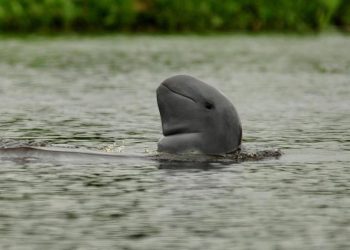 Dua Pesut Mahakam yang Terancam Punah Meninggal di Anak Sungai Mahakam