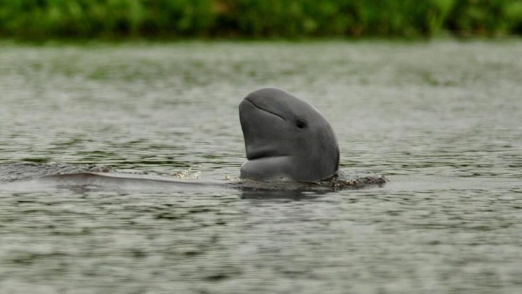 Dua Pesut Mahakam yang Terancam Punah Meninggal di Anak Sungai Mahakam
