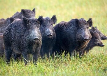 Warga Desa Peringatkan Turis Karena Kebiasaan Selfie dengan Babi Hutan