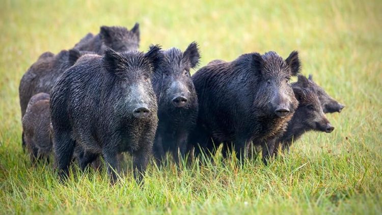 Warga Desa Peringatkan Turis Karena Kebiasaan Selfie dengan Babi Hutan