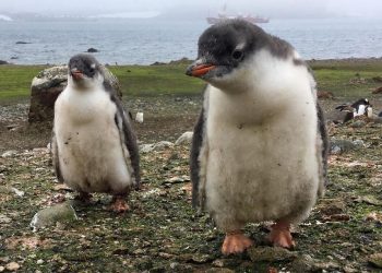Desakan Pelepasan 15 Penguin dari Aquarium, Apa yang Terjadi?