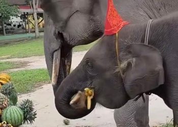 Gajah Domang Rayakan Ulang Tahun ke-4 di Tesso Nilo dengan Tanjak dan Songket Melayu