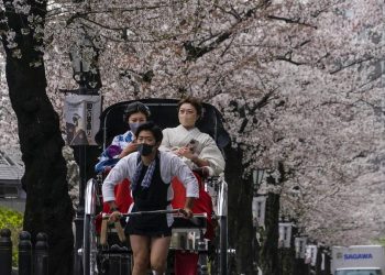 Prediksi Mekarnya Bunga Sakura Jepang 2026 dan Waktu Liburan Musim Semi Terbaik