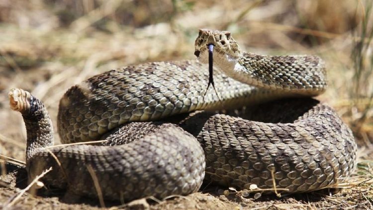 Dengarkan, 10 Suara Ini Menandakan Ada Ular di Sekitarmu