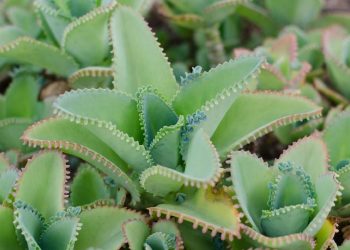 Manfaat Cocor Bebek dan Panduan Menanamnya