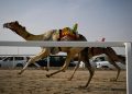 Menikmati Pertunjukan Balap Unta di Qatar