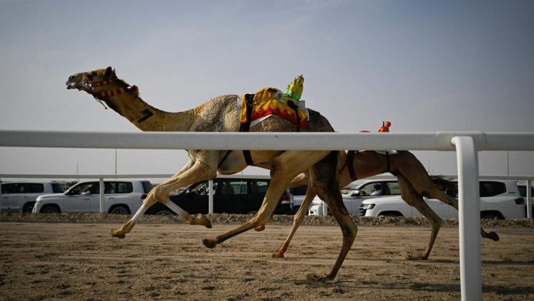 Menikmati Pertunjukan Balap Unta di Qatar