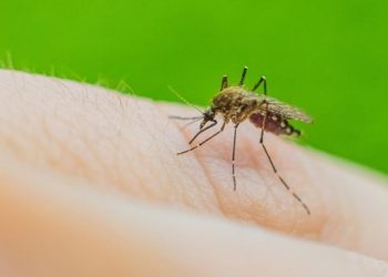 Nyamuk Berbahaya Serang Jakarta, Ribuan Meninggal Dunia