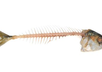 8 Metode Aman Mengatasi Tulang Ikan Tersangkut di Tenggorokan