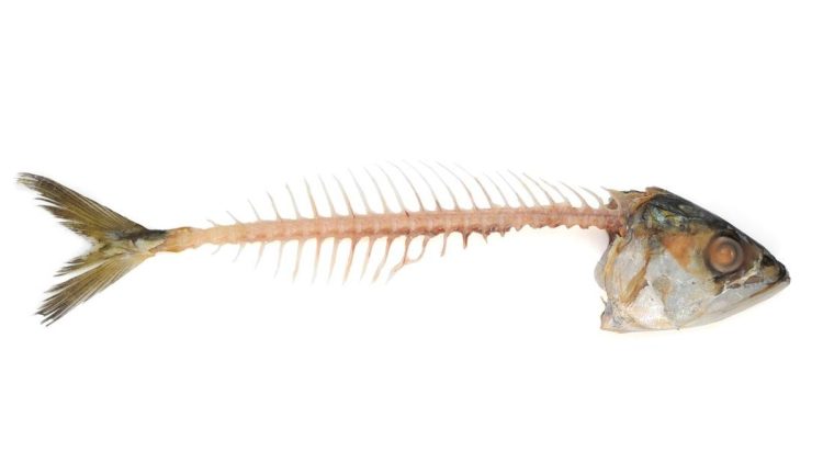 8 Metode Aman Mengatasi Tulang Ikan Tersangkut di Tenggorokan