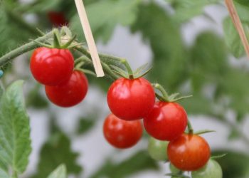 Ceri Terjual 2,8 Juta per Buah di Jepang Cetak Rekor Awal 2026