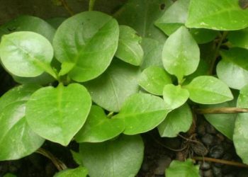 Manfaat Binahong untuk Kesehatan Menyembuhkan Luka dan Meredakan Peradangan