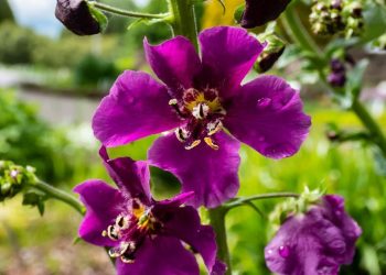 Taman Lebih Estetik: 7 Bunga yang Diprediksi Populer di 2026