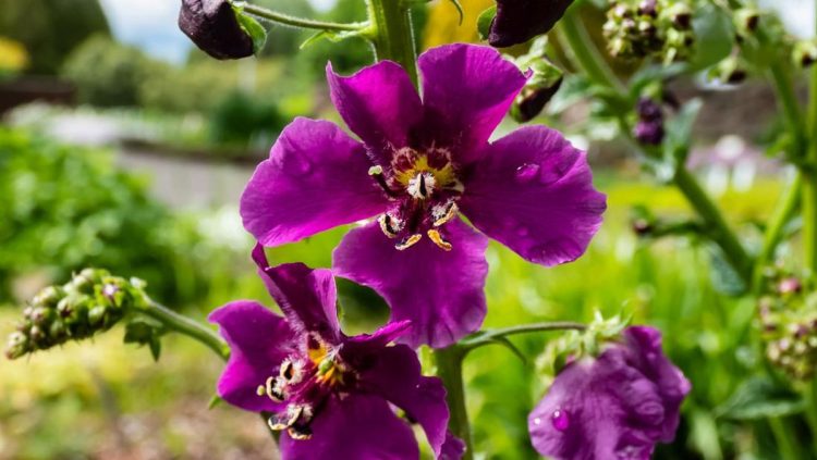 Taman Lebih Estetik: 7 Bunga yang Diprediksi Populer di 2026